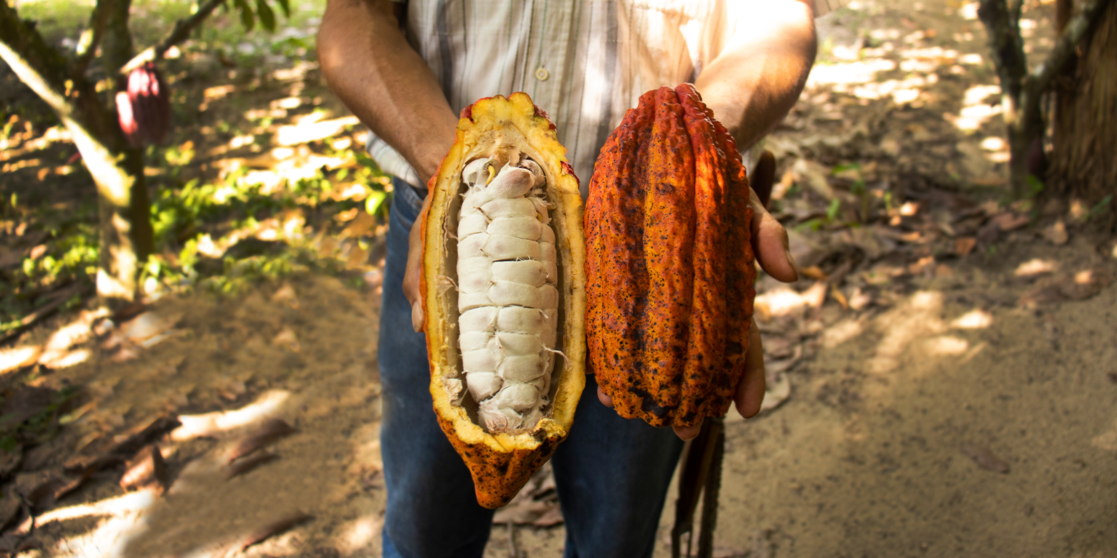 Agriculture in the Dominican Republic EF Educational Tours